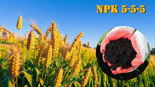 berita perusahaan terbaru tentang Panduan definitif NPK 5-5-5 Pupuk organik
