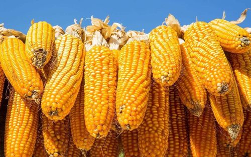 berita perusahaan terbaru tentang Transaksi Pasar Jagung Melambat, Menunggu Arahan Laporan USDA